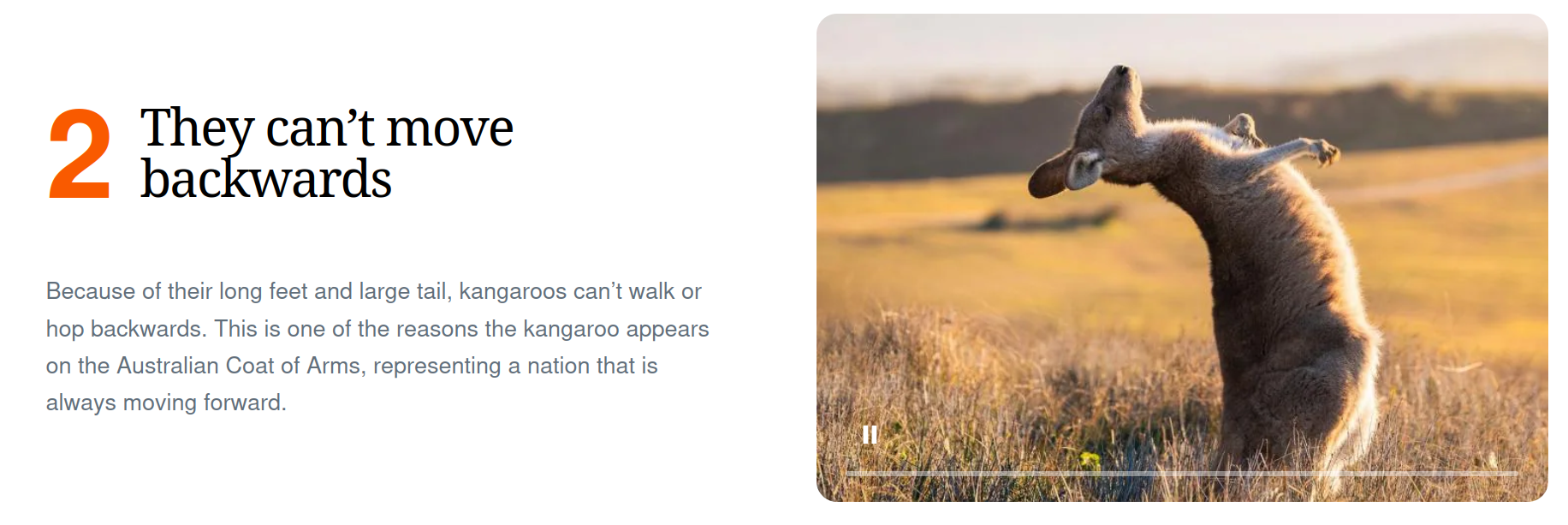 https://www.australia.com/en/things-to-do/wildlife/kangaroo-interesting-facts.html